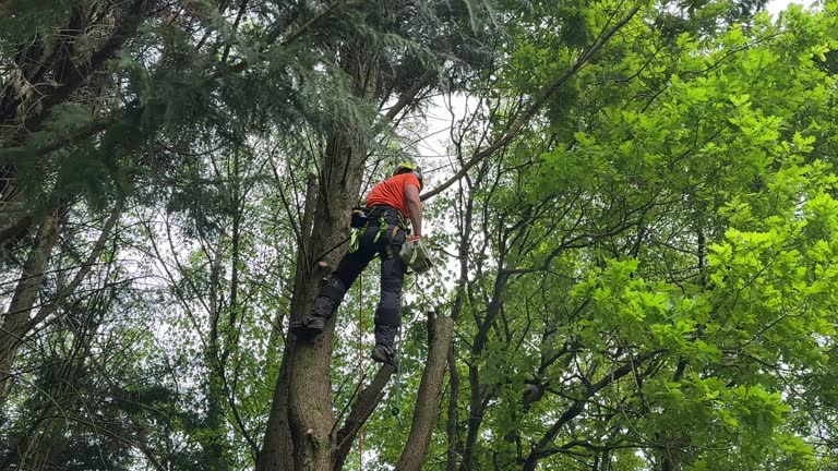 Best Tree Preservation Services  in Coopertown, TN