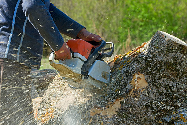 Coopertown, TN Tree Removal Company