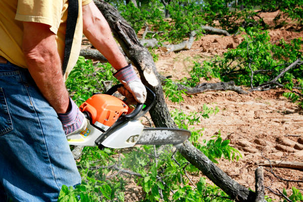 Leaf Removal in Coopertown, TN