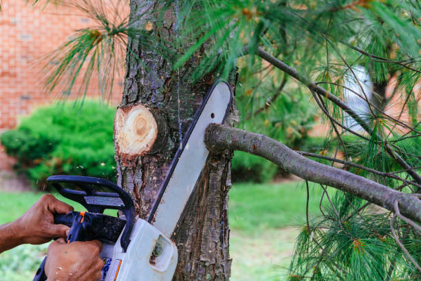 Trusted Coopertown, TN Tree Removal Experts